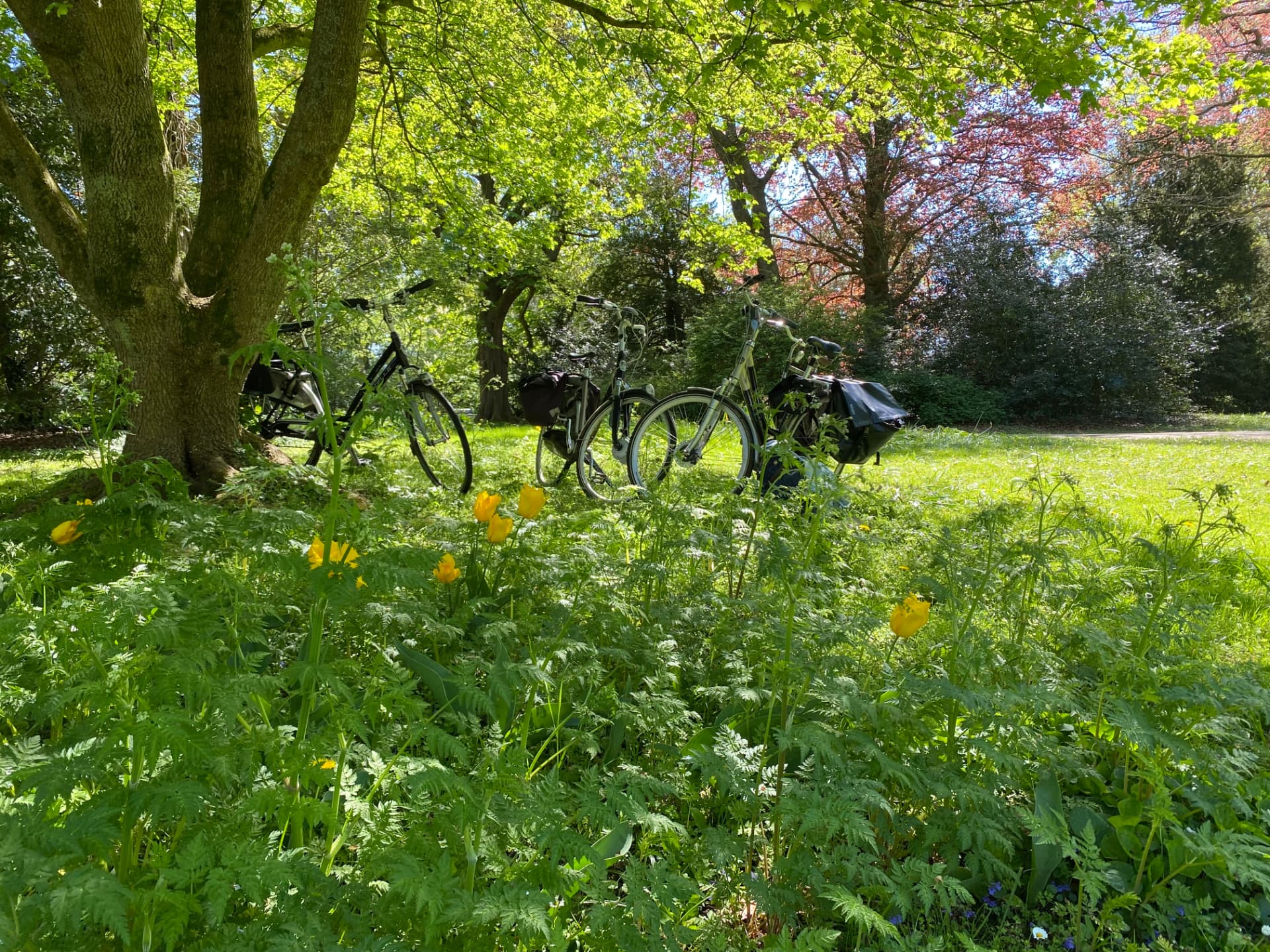 Fietsen onder een boom in het voorjaarsgroen van het park